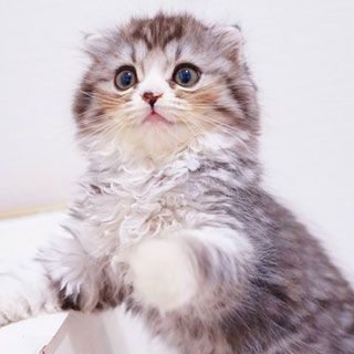 管理人